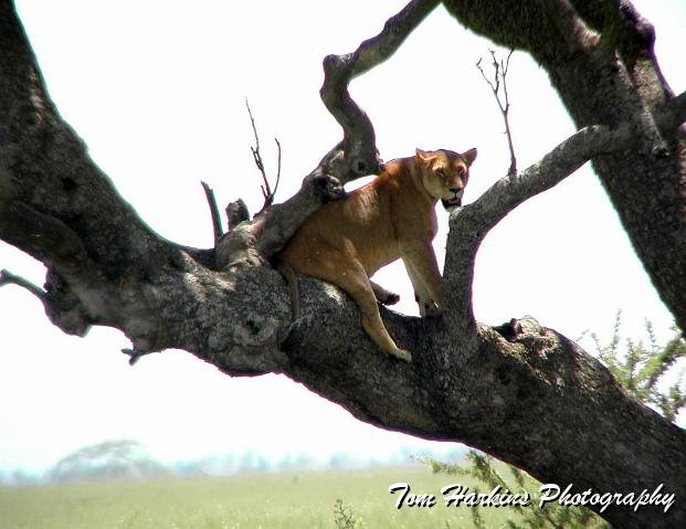 Just sittin in a tree.jpg